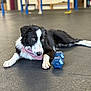 dog, black_and_white, bandana, dumbbell, gym, exercise, floor, indoor, pet, laying_down, curious, animal, paw, white_paw, fitness, blurred_background, person, training, workout, resting