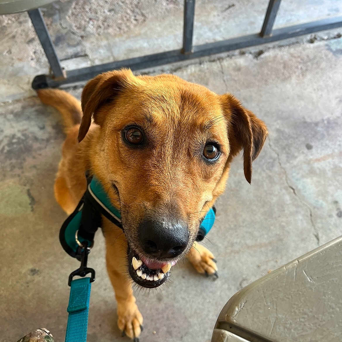 Kane joined the competition — help win amazing prizes! accessories, animal, ball, bodypart, canine, clothing, dog, goldenretriever, hound, labradorretriever, lamp, leash, mouth, person, pet, puppy, sport, strap, tennis, tennisball