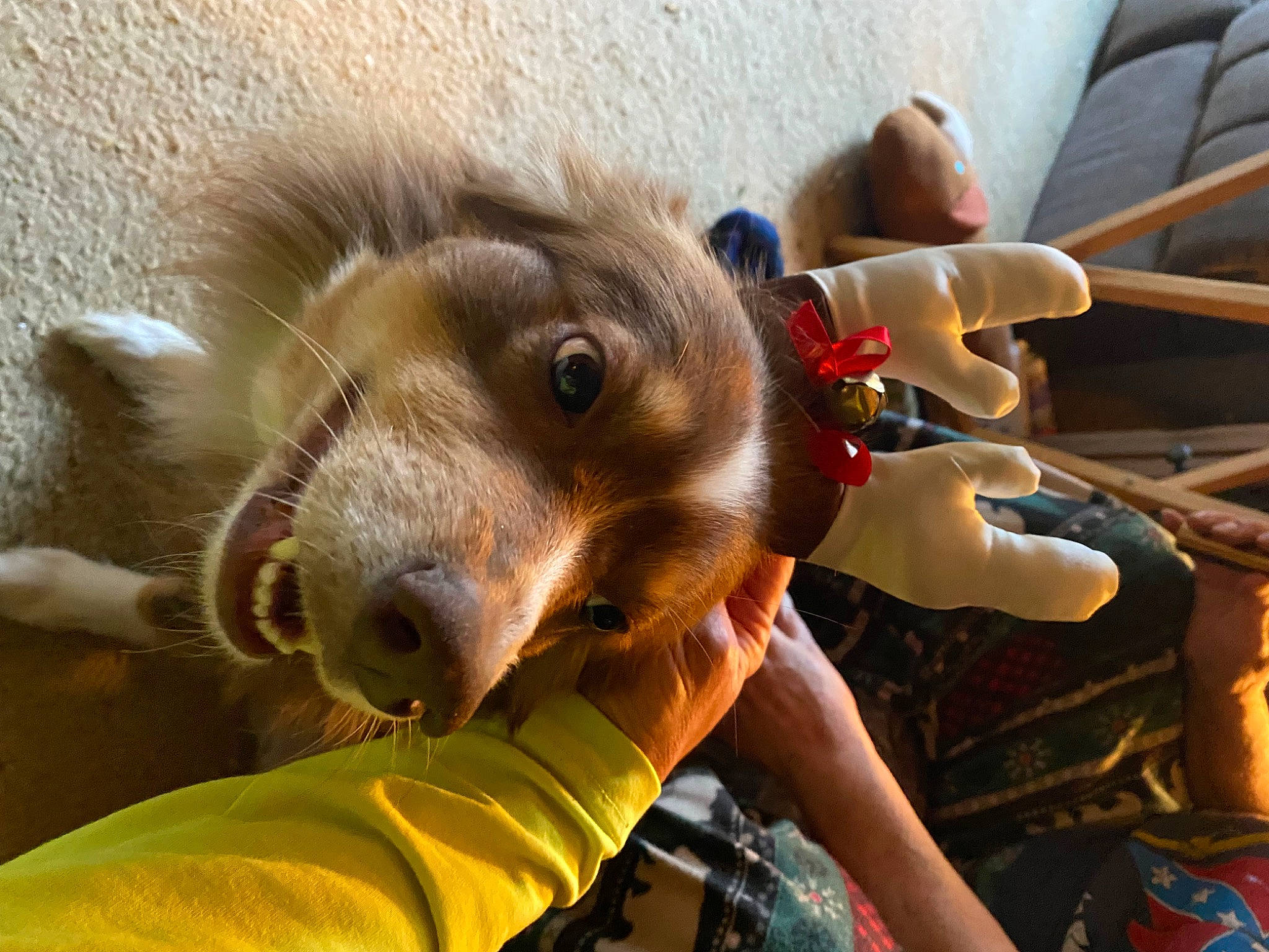 Cherry is registered to the contest to win money with this photo: canidae, companion_dog, dog_breed, ear, fawn, felidae, finger, fun, fur, gesture, paw, selfie, snout, sporting_group, whiskers, wildlife, working_animal