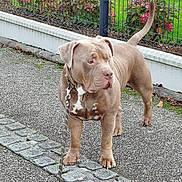 Sparrow a rejoint le concours — aidez-le/la à gagner de superbes lots ! alert, animal, canine, collar, daytime, dog, fence, flowers, grass, greenery, leash, muscular, nature, outdoor, pavement, pet, plant, side_view, summer, walking