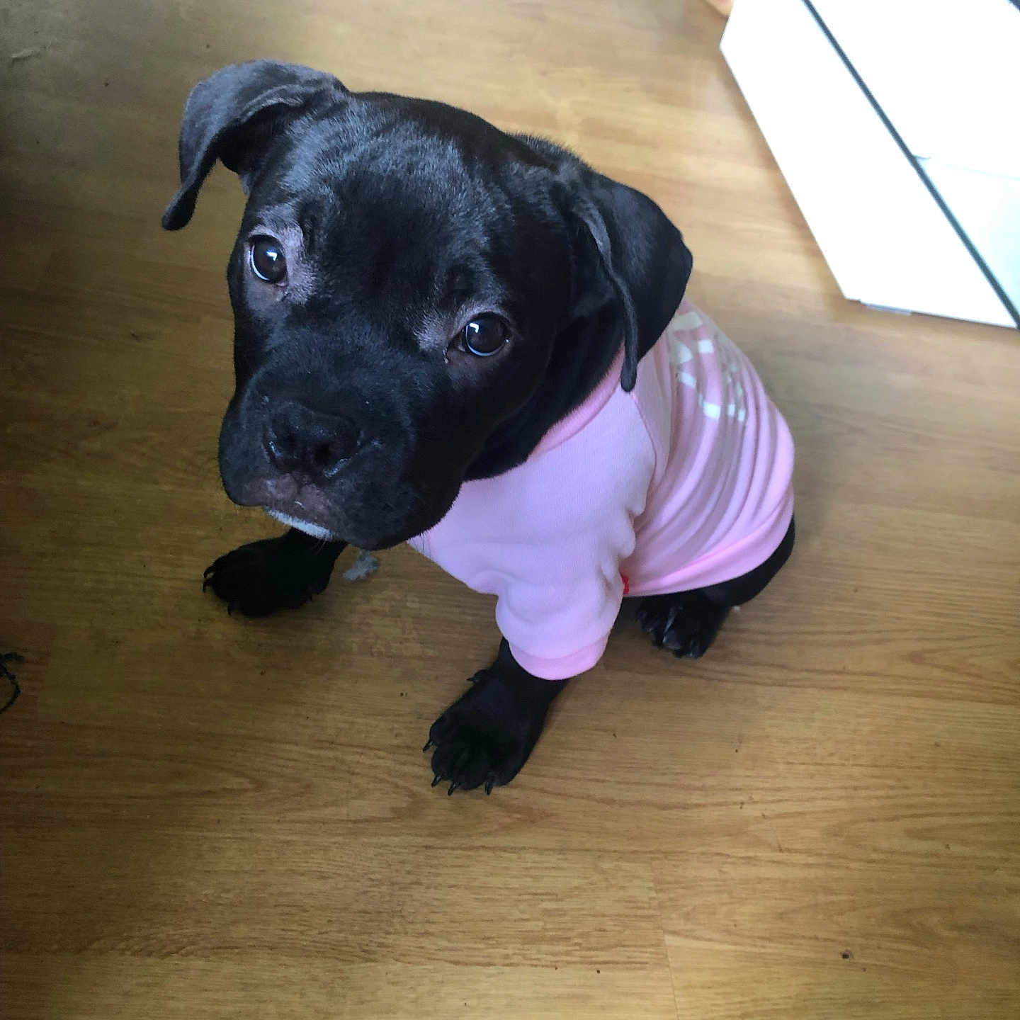 Chipie a rejoint le concours — aidez-le/la à gagner de superbes lots ! puppy, dog, black_dog, pink_shirt, pet_clothing, wooden_floor, indoor, looking_up, cute, young_dog, floor, domestic_animal, pet, canine, small_dog, sitting, household, bottle, flooring, adorable