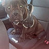 dog, brown_dog, harness, car_interior, car_seat, booster_seat, pet, animal, sitting, backseat, window, seatbelt, leather_seat, reflective_harness, closeup, indoor, vehicle, canine, companion, domestic_animal
