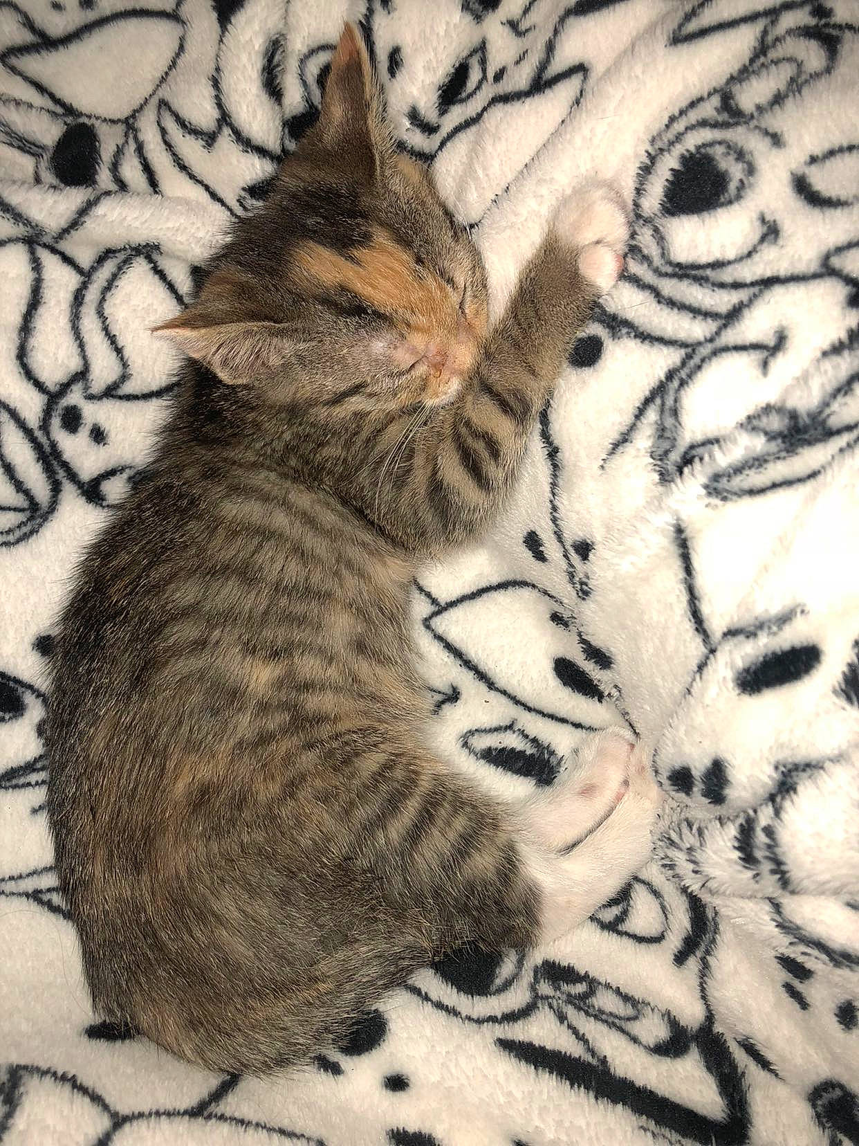 Orna a rejoint le concours — aidez-le/la à gagner de superbes lots ! art, big_cats, carnivore, cat, comfort, domestic_short_haired_cat, drawing, fawn, felidae, fur, human_leg, illustration, pattern, paw, small_to_medium_sized_cats, snout, tail, terrestrial_animal, whiskers, wildlife