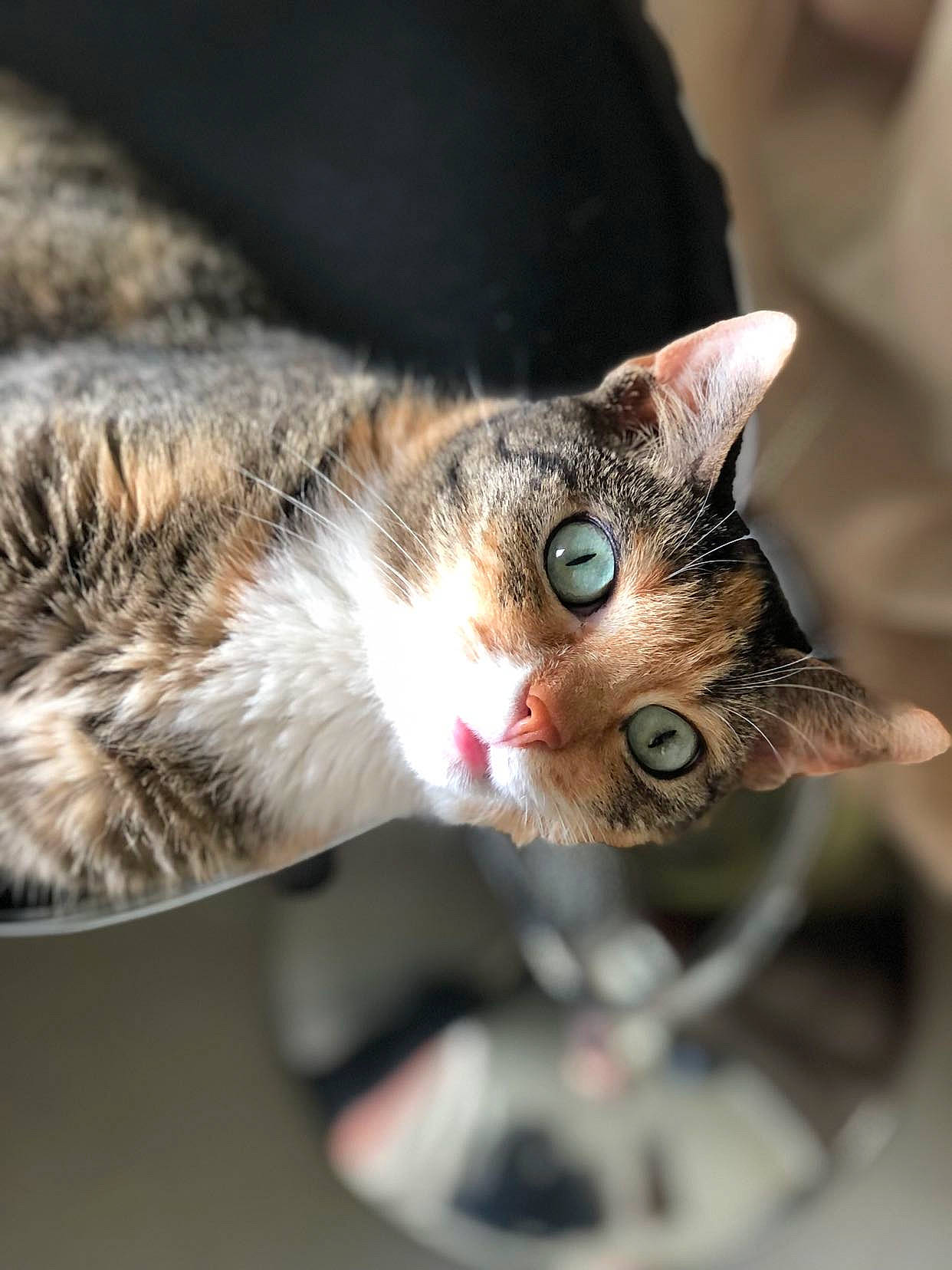 Orna a rejoint le concours — aidez-le/la à gagner de superbes lots ! art, carnivore, cat, claw, close_up, domestic_short_haired_cat, eye, felidae, fur, macro_photography, paw, plant, small_to_medium_sized_cats, snout, tree, whiskers, wildlife