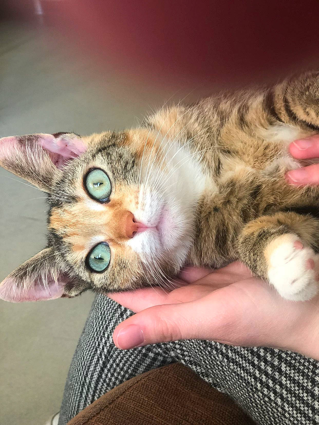 Orna participe au concours pour gagner de l'argent avec cette photo : carnivore, cat, claw, comfort, domestic_short_haired_cat, ear, eyelash, fawn, felidae, finger, fur, gesture, hand, nail, paw, skin, small_to_medium_sized_cats, snout, tail, whiskers