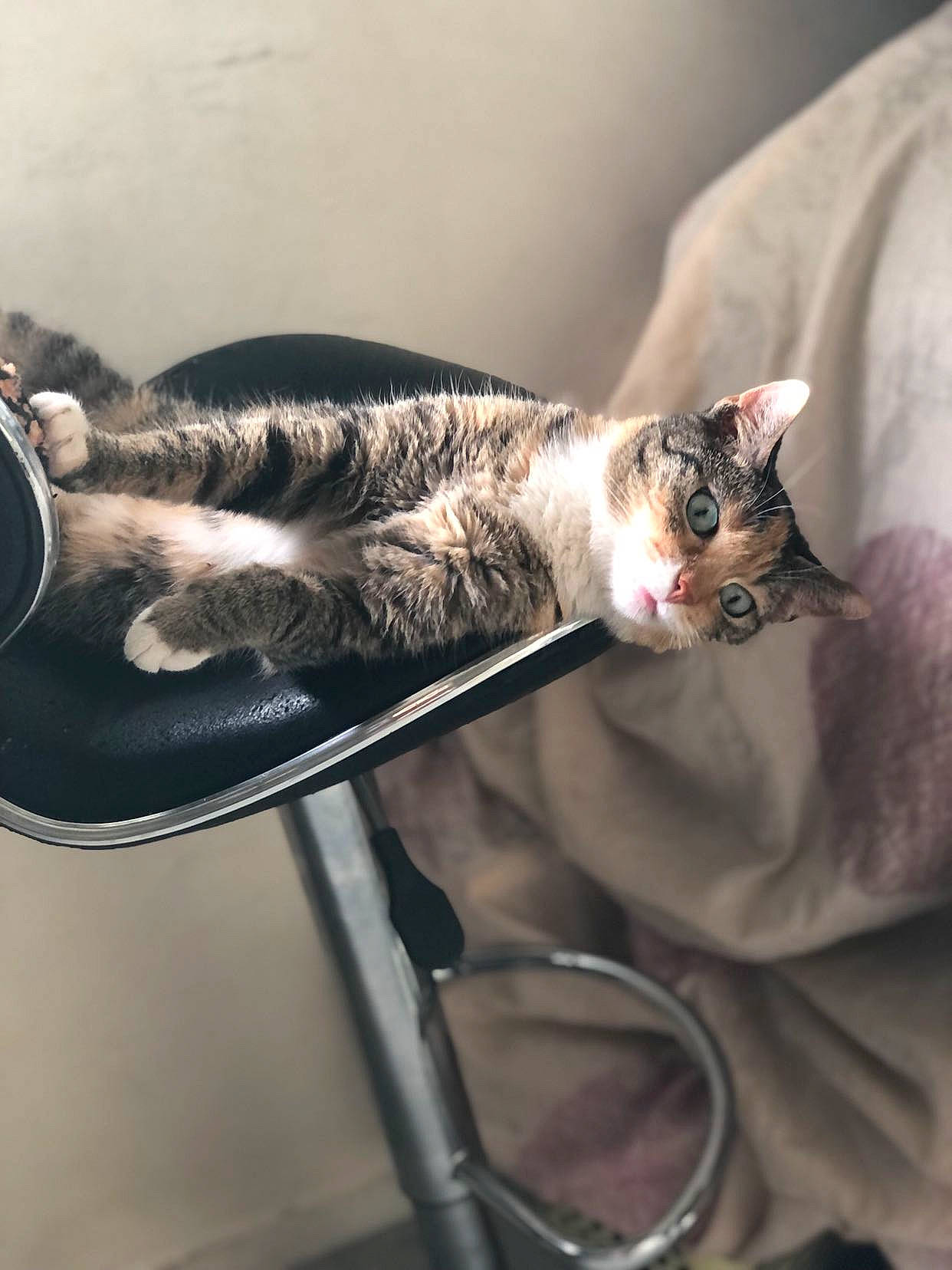 Orna a rejoint le concours — aidez-le/la à gagner de superbes lots ! bicycle_handlebar, carnivore, cat, comfort, darkness, domestic_short_haired_cat, eyewear, felidae, fur, grey, nap, paw, plant, sitting, sleep, small_to_medium_sized_cats, snout, tail, tree, whiskers