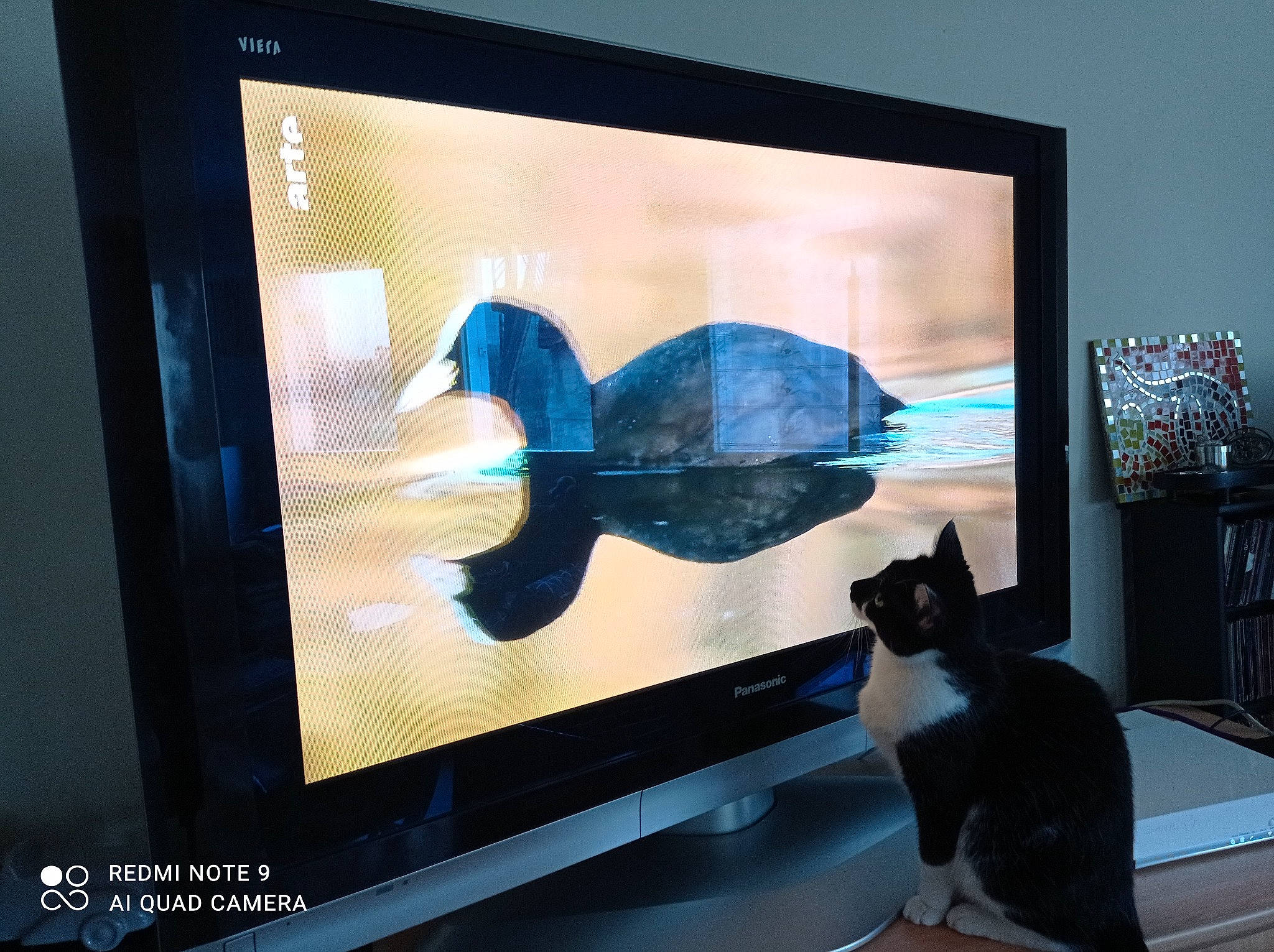 Luna participe au concours pour gagner de l'argent avec cette photo : art, black, cat, computer_monitor_accessory, design, desktop_computer, display_device, felidae, flat_panel_display, gadget, lcd_tv, led_backlit_lcd_display, multimedia, output_device, painting, projection_screen, space, television_set, visual_arts, whiskers