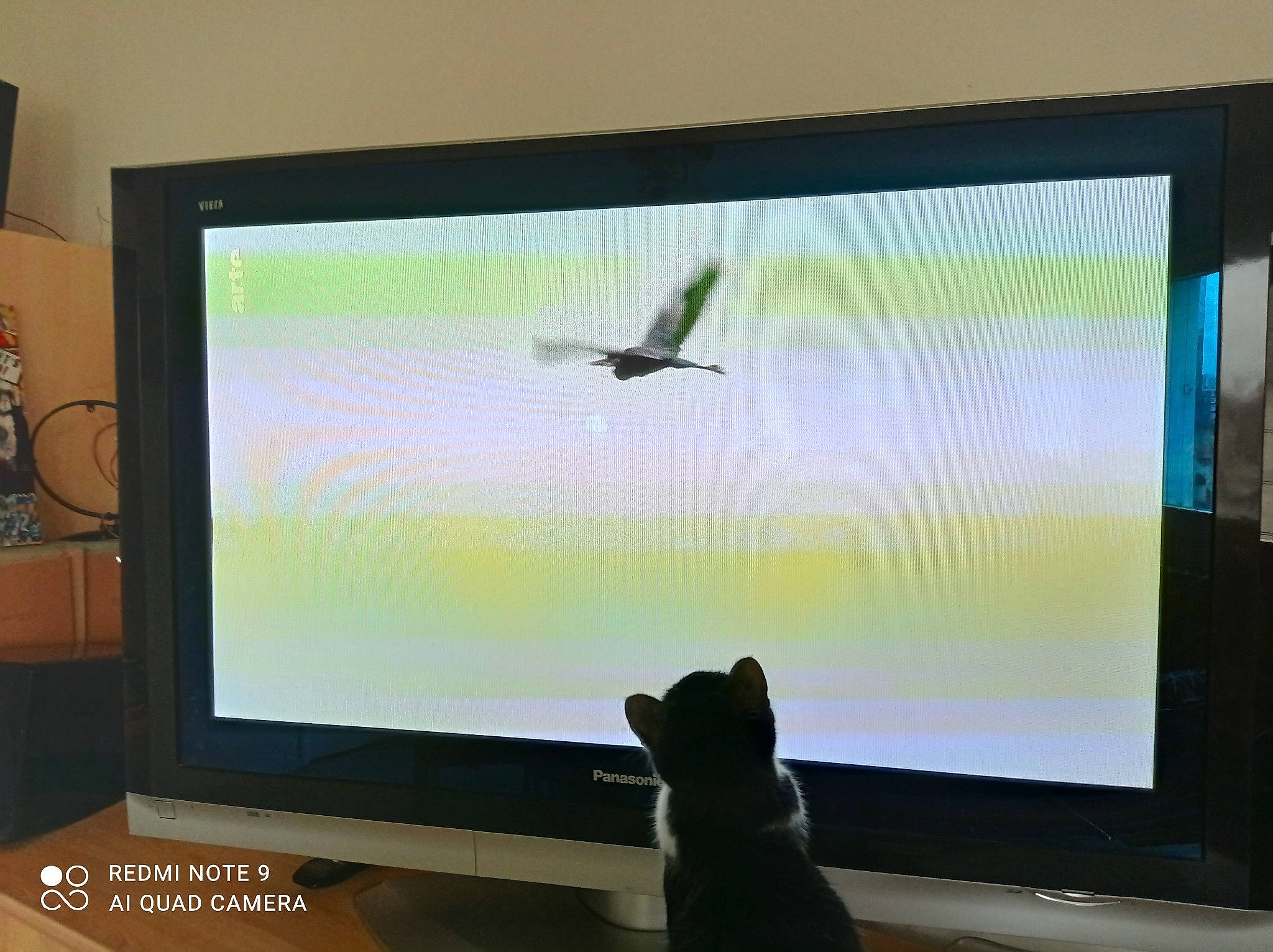 Luna participe au concours pour gagner de l'argent avec cette photo : bird, cable_television, computer, computer_hardware, computer_monitor_accessory, desktop_computer, display_device, electronic_device, flat_panel_display, gadget, led_backlit_lcd_display, multimedia, output_device, peripheral, personal_computer, projector_accessory, rectangle, technology, television_set, wing