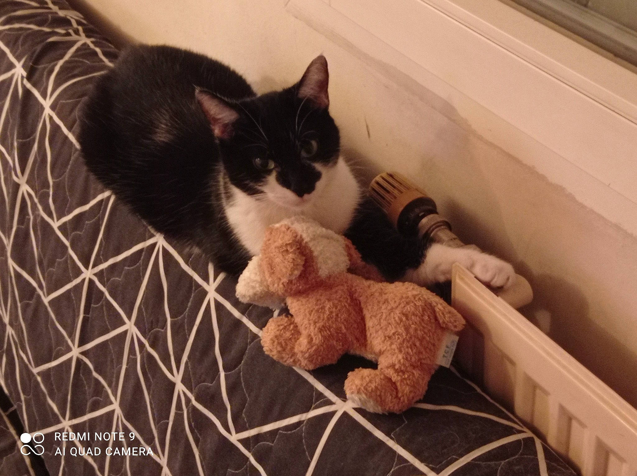 Luna a rejoint le concours — aidez-le/la à gagner de superbes lots ! cat, comfort, companion_dog, fawn, felidae, flooring, fur, linens, mesh, pattern, room, small_to_medium_sized_cats, snout, stuffed_toy, tail, teddy_bear, toy, whiskers, wood, wool