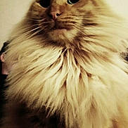 Many participe au concours pour gagner de l'argent avec cette photo : adorable, animal, cat, closeup, curious, cute, domestic, ears, eyes, face, feline, fluffy, fur, indoor, long_hair, mammal, pet, portrait, soft, whiskers