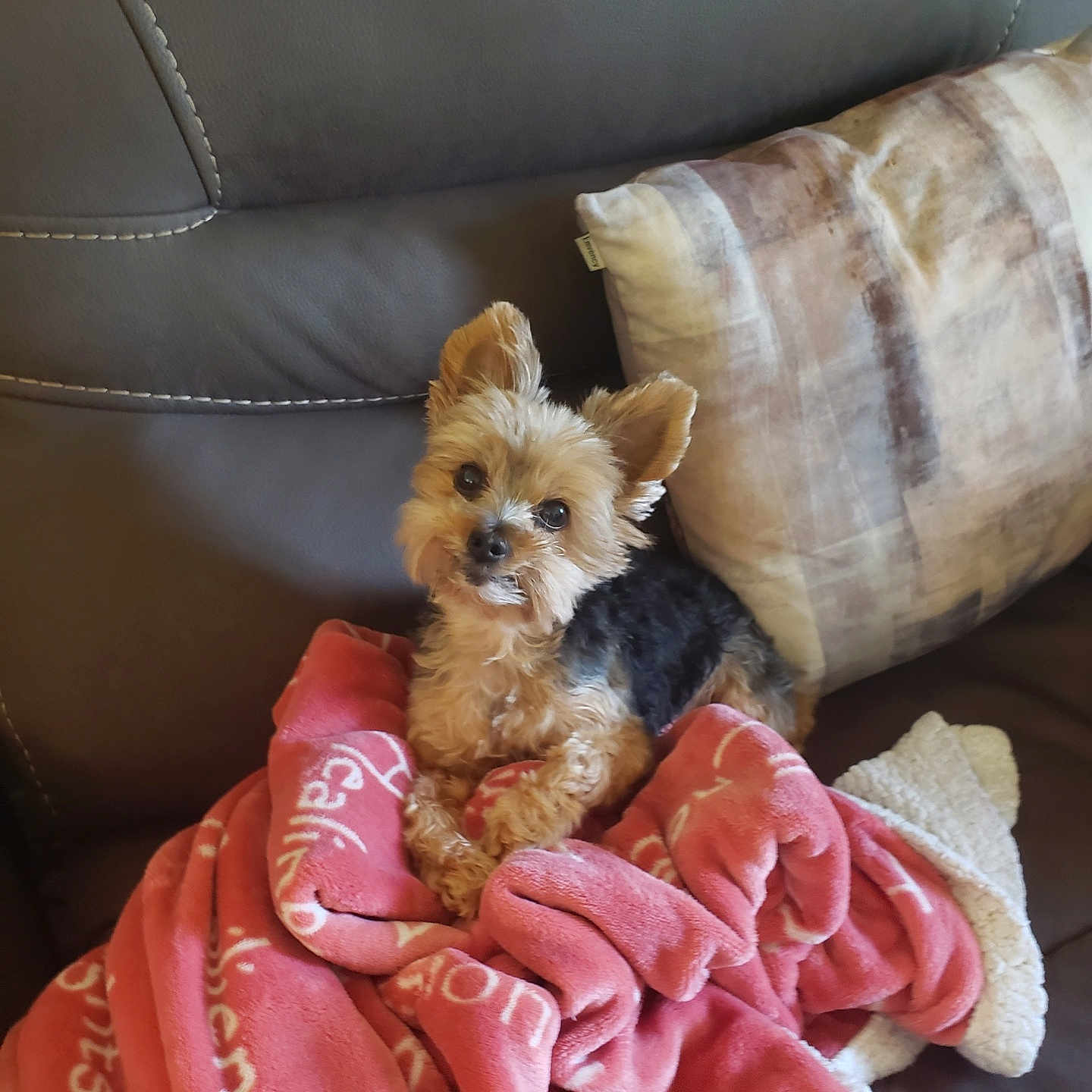 Maggie joined the competition — help win amazing prizes! airedale, animal, architecture, blanket, canine, cockerspaniel, couch, cushion, dog, furniture, homedecor, indoors, interiordesign, linen, pet, poodle, puppy, terrier, towel, velvet