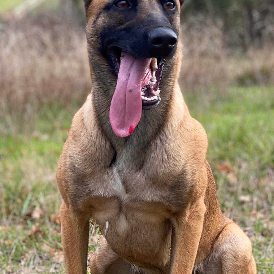 Orlas participe au concours pour gagner de l'argent avec cette photo : animal, bodypart, bulldog, canine, dog, field, germanshepherd, grass, grassland, mouth, nature, outdoors, person, pet, plant, policedog, puppy, snout, tongue