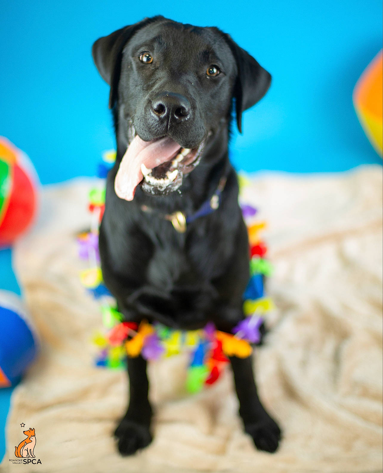 Fang is registered to the contest to win money with this photo: carnivore, collar, companion_dog, dog, dog_breed, dog_clothes, dog_collar, dog_supply, electric_blue, fawn, fur, guard_dog, hat, leash, pet_supply, snout, sporting_group, toy_dog, whiskers, working_animal