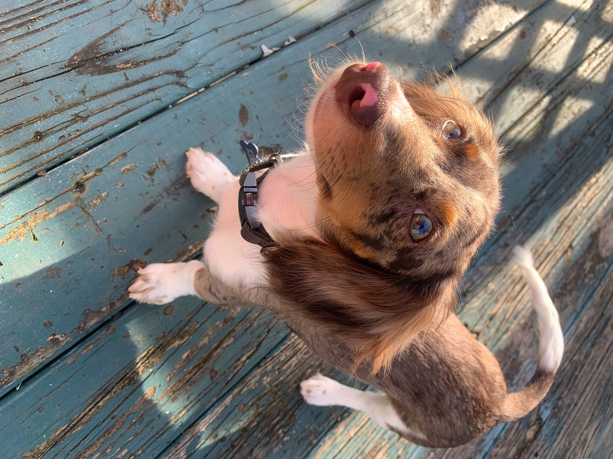 Kirby joined the competition — help win amazing prizes! canidae, carnivore, collar, companion_dog, dog, dog_breed, dog_collar, fawn, foot, fur, liver, non_sporting_group, pet_supply, snout, sporting_group, sunglasses, terrestrial_animal, whiskers, wood, wrinkle