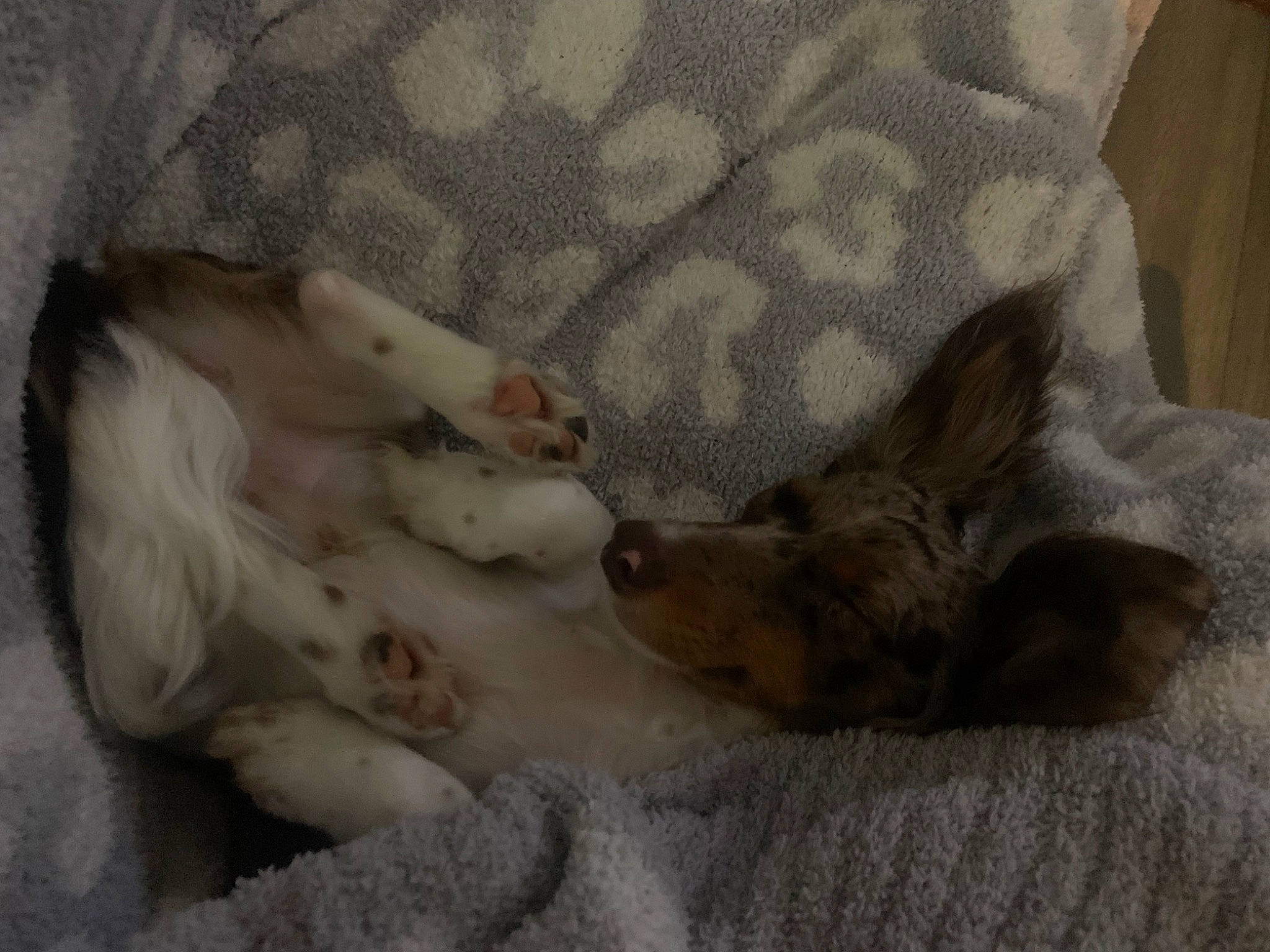 Kirby is registered to the contest to win money with this photo: canidae, carnivore, comfort, companion_dog, dog, dog_breed, fawn, felidae, fur, linens, nap, paw, sleep, sporting_group