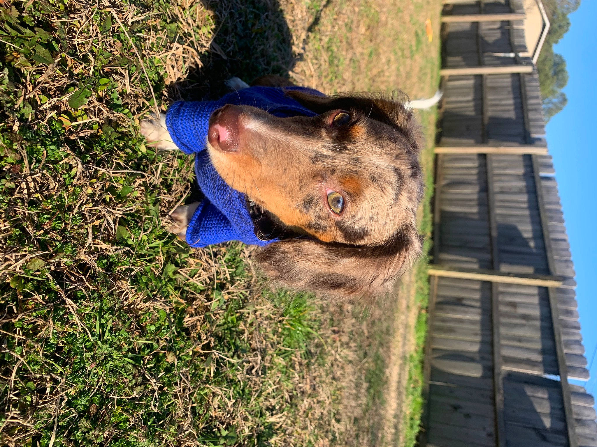 Kirby is registered to the contest to win money with this photo: building, canidae, carnivore, dog, dog_breed, electric_blue, fawn, fur, grass, great_dane, hat, plant, sky, snout, sporting_group, tree, trunk, window, wood, working_animal