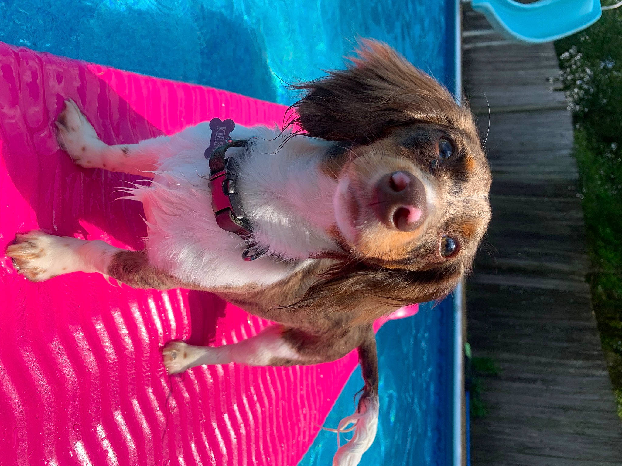 Kirby is registered to the contest to win money with this photo: carnivore, companion_dog, dog_breed, fun, fur, happy, leisure, magenta, organism, pink, recreation, sporting_group, water