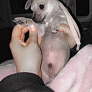 Bubble joined the competition — help win amazing prizes! puppy, dog, hand, blanket, indoor, pet, cute, young, fur, small, animal, face, paw, holding, black, white, pink, soft, cozy, portrait