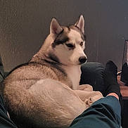 Aria participe au concours pour gagner de l'argent avec cette photo : dog, husky, siberian_husky, pet, canine, animal, fluffy, fur, white_and_brown, blue_eyes, pointed_ears, snout, sitting, lounging, indoors, couch, lap, human_legs, cozy, portrait