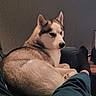 dog, husky, siberian_husky, pet, canine, animal, fluffy, fur, white_and_brown, blue_eyes, pointed_ears, snout, sitting, lounging, indoors, couch, lap, human_legs, cozy, portrait