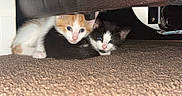 Biscuit is registered to the contest to win money with this photo: kitten, cat, orange_and_white, black_and_white, carpet, floor, furniture, hiding, cute, pets, animal, indoor, snuggling, close_up, young, fur, whiskers, ears, blue_eyes, resting