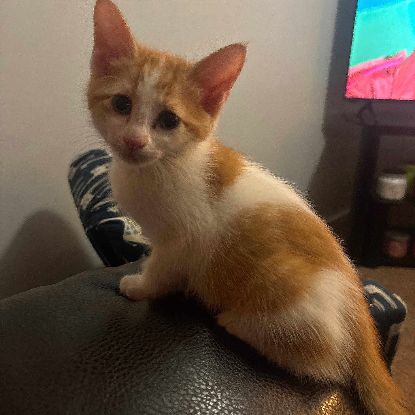 Biscuit