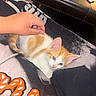 Biscuit is registered to the contest to win money with this photo: kitten, cat, orange_and_white, pet, hand, lap, resting, indoor, feline, curious, young_cat, person, clothing, black_pants, leather_ottoman, floor, comfort, domestic_animal, cute, relaxation