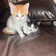 Biscuit joined the competition — help win amazing prizes! kitten, cat, orange_cat, black_and_white_cat, pet, feline, couch, leather, indoor, cute, young, animal, sleepy, curious, closeup, domestic, resting, two_animals, cozy, fur