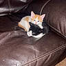 Biscuit joined the competition — help win amazing prizes! kitten, cat, orange_cat, black_and_white_cat, couch, leather, indoor, pet, sleeping, resting, cute, snuggling, animal, feline, soft, young, companion, cozy, domestic, fur