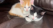 Cookie is registered to the contest to win money with this photo: animal, black, brown, cat, companion, couch, cozy, cute, fur, indoor, kitten, leather, orange, pet, pink_nose, resting, small, snuggling, white, young
