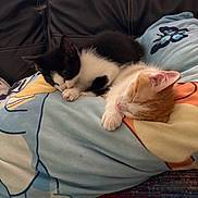 Cookie joined the competition — help win amazing prizes! animal, black_and_white, blanket, cat, couch, cozy, cute, domestic_animal, feline, fur, indoor, kitten, nap, orange_and_white, pet, resting, sleeping, soft, two, young
