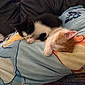 animal, black_and_white, blanket, cat, couch, cozy, cute, domestic_animal, feline, fur, indoor, kitten, nap, orange_and_white, pet, resting, sleeping, soft, two, young