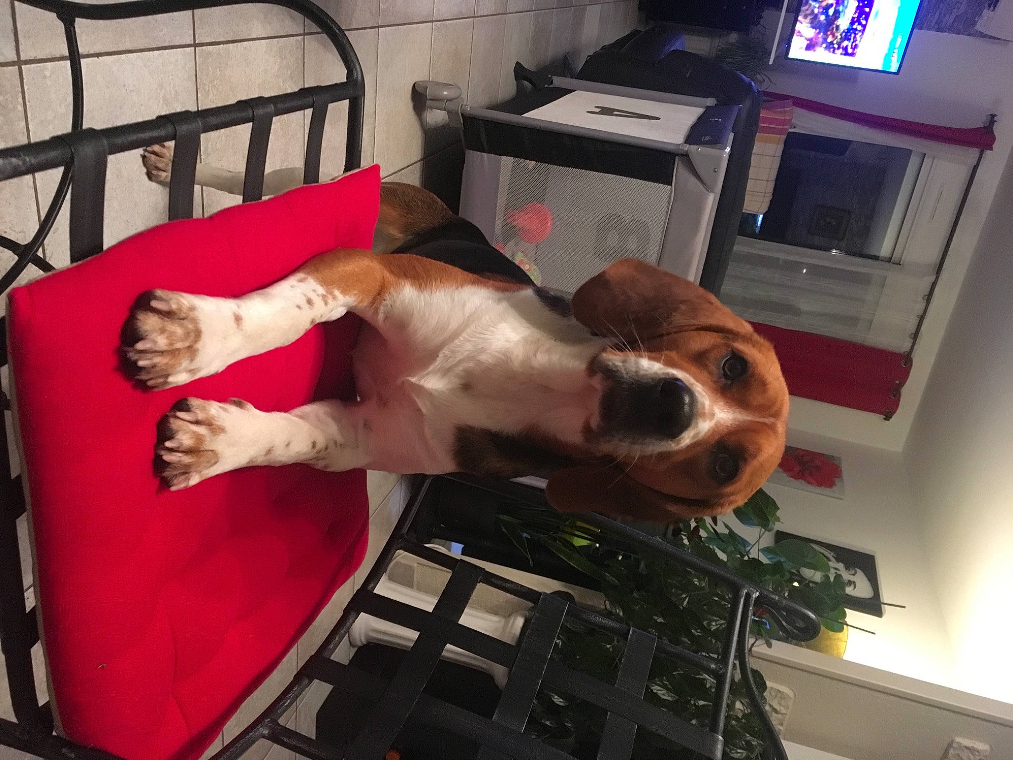 Phalco participe au concours pour gagner de l'argent avec cette photo : carnivore, chest, comfort, companion_dog, display_device, dog, dog_breed, elbow, fawn, flesh, fur, human_leg, machine, mammal, room, sporting_group, television, television_set, vertebrate, wrist