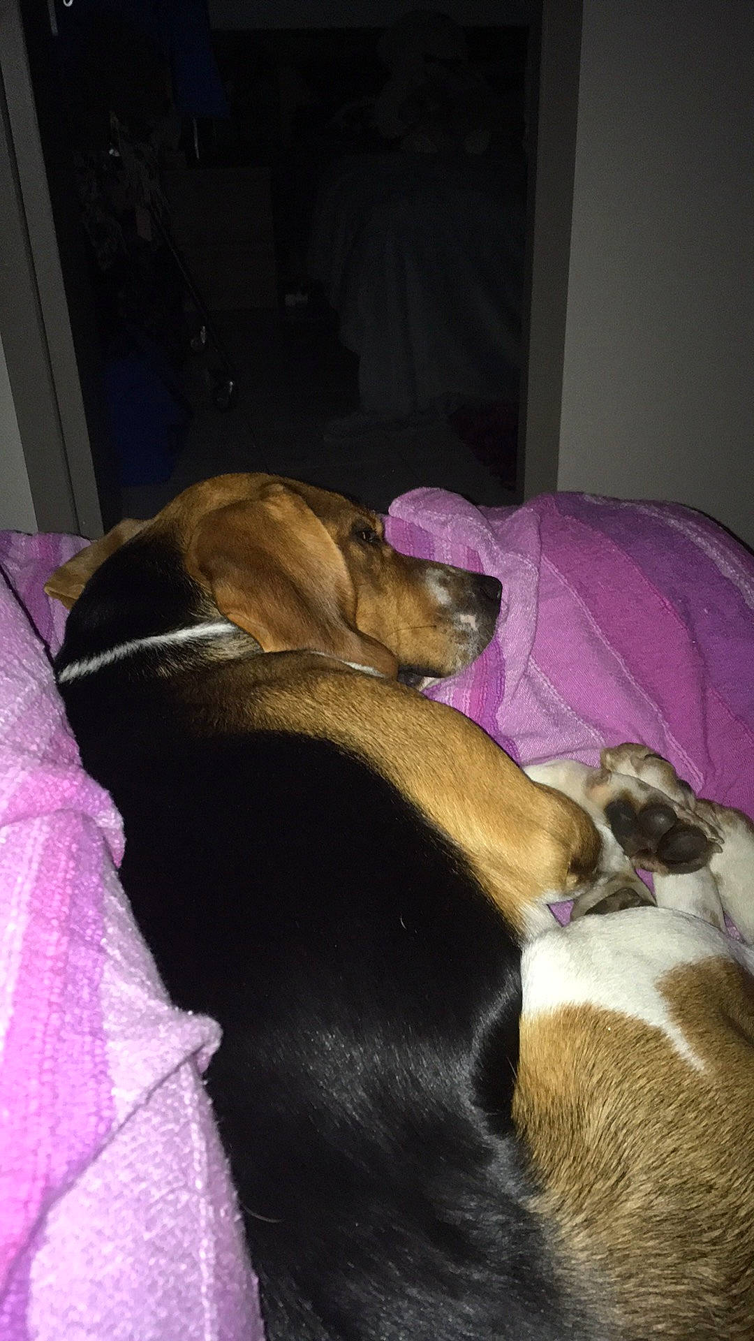 Phalco participe au concours pour gagner de l'argent avec cette photo : bed, canidae, carnivore, comfort, companion_dog, dog, dog_breed, fawn, fur, guard_dog, linens, liver, mammal, nap, purple, snout, sporting_group, tail, vertebrate, whiskers