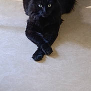 Pitchou participe au concours pour gagner de l'argent avec cette photo : black_cat, cat, feline, fluffy_fur, green_eyes, indoor, floor, sitting, crossed_paws, pet, animal, portrait, long_hair, whiskers, pointed_ears, dark_fur, home, tile_floor, alert, cute