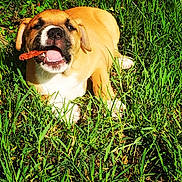 Nala a rejoint le concours — aidez-le/la à gagner de superbes lots ! puppy, dog, grass, outdoor, chewing, treat, pet, animal, brown, white, playful, sunlight, nature, canine, young, happy, mouth_open, ears, fur, lying_down