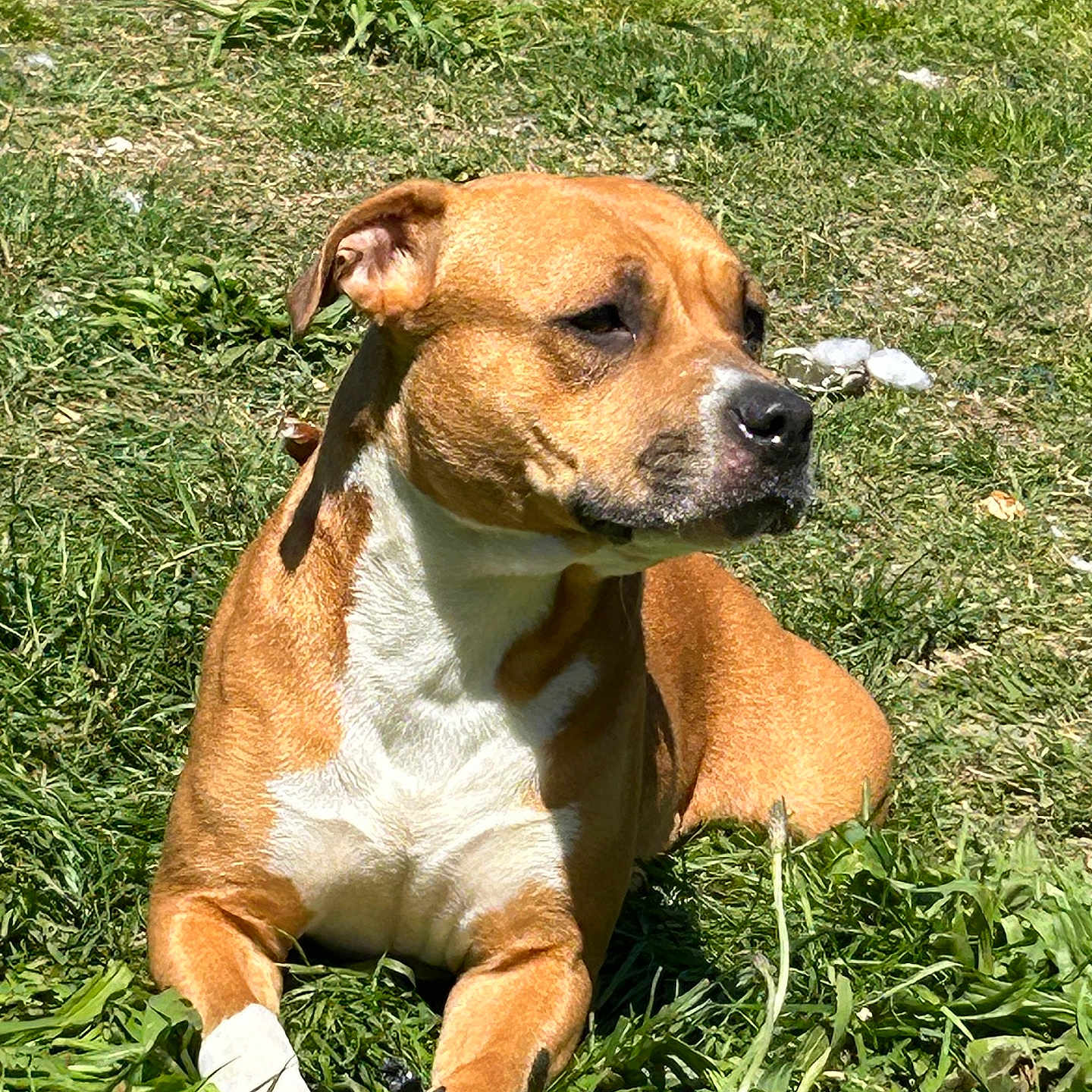 Nala a rejoint le concours — aidez-le/la à gagner de superbes lots ! animal, brown, canine, companion, daylight, dog, fur, grass, laying, mammal, nature, outdoor, park, pet, quiet, relaxed, shadow, sunlight, two_dogs, white