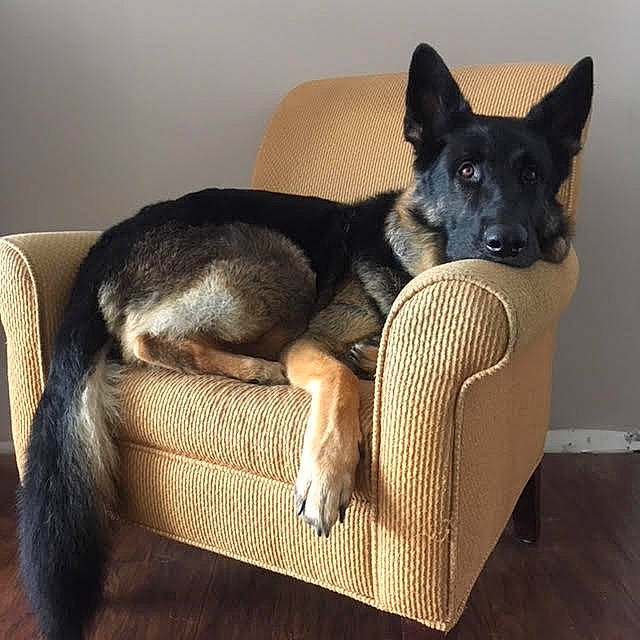 Nitro joined the competition — help win amazing prizes! belgian_shepherd_malinois, bohemian_shepherd, canidae, carnivore, companion_dog, dog, dog_breed, east_european_shepherd, german_shepherd_dog, king_shepherd, mammal, vertebrate