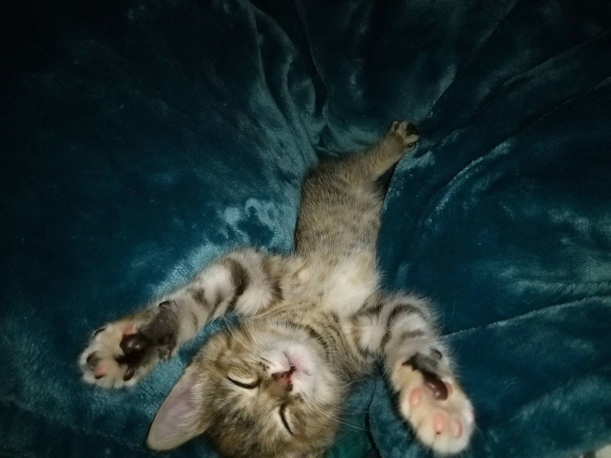 Peppermint is registered to the contest to win money with this photo: carnivore, cat, claw, domestic_short_haired_cat, felidae, foot, fur, nap, paw, plant, small_to_medium_sized_cats, tail, terrestrial_animal, tree, whiskers, wildlife