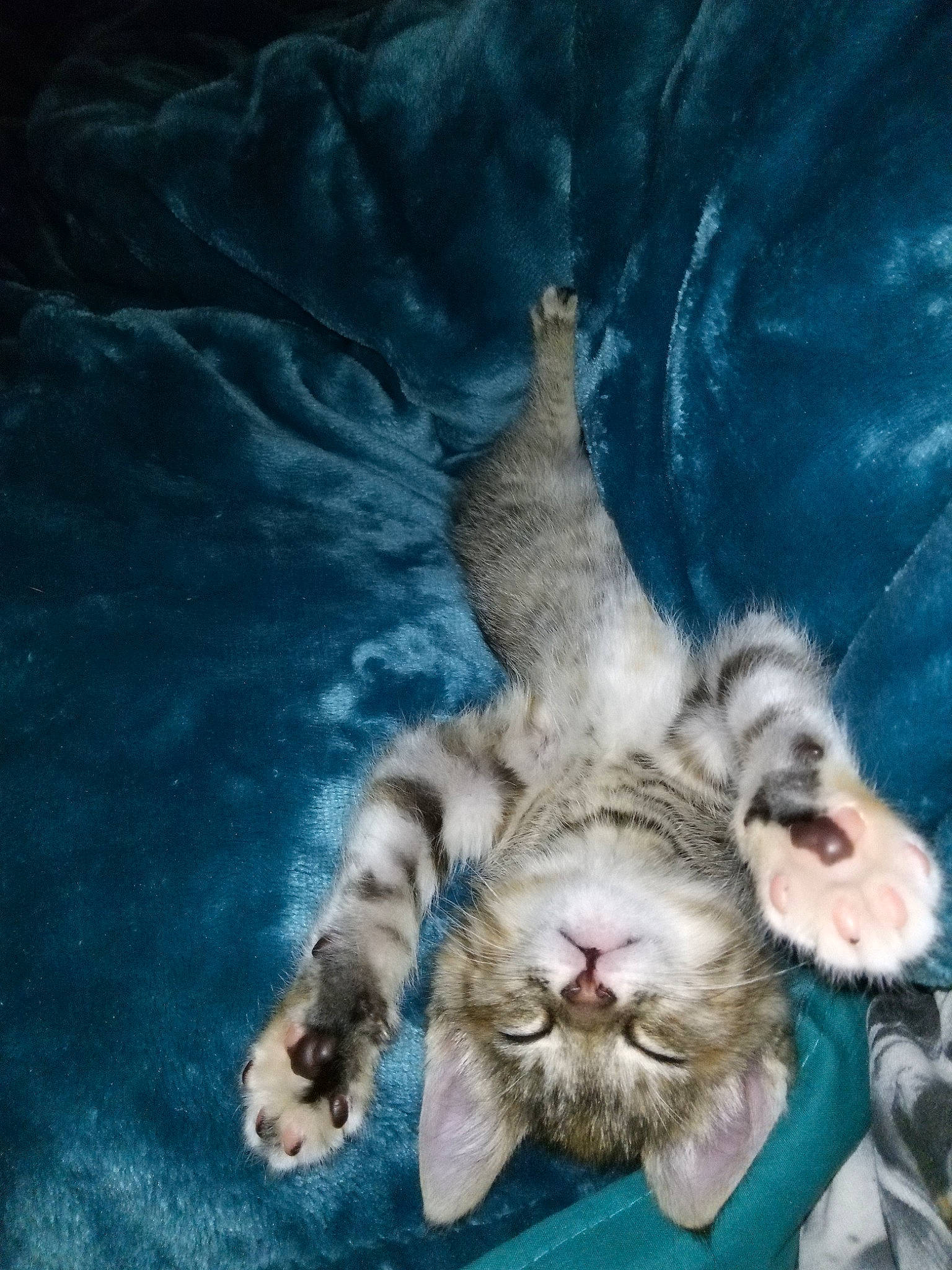 Peppermint joined the competition — help win amazing prizes! canidae, carnivore, cat, claw, dog_breed, domestic_short_haired_cat, fang, felidae, foot, fur, gesture, nap, paw, plant, sleep, small_to_medium_sized_cats, tail, terrestrial_animal, whiskers