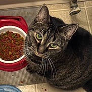Angel joined the competition — help win amazing prizes! cat, tabby_cat, pet, animal, feline, green_eyes, whiskers, ears, fur, striped_fur, sitting, indoors, kitchen, floor, food_bowl, cat_food, kibble, pet_feeding, close_up, portrait