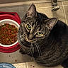 cat, tabby_cat, pet, animal, feline, green_eyes, whiskers, ears, fur, striped_fur, sitting, indoors, kitchen, floor, food_bowl, cat_food, kibble, pet_feeding, close_up, portrait