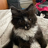 Tinkerbell is registered to the contest to win money with this photo: animal, bed, black_and_white, blanket, cat, cozy, curious, cute, feline, fluffy, fur, household, indoor, kitten, paw, pet, soft, whiskers, window, young