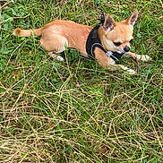 Patapouf participe au concours pour gagner de l'argent avec cette photo : dog, chihuahua, small_dog, grass, outdoor, pet, animal, tan, black_harness, lying_down, nature, leafy, close_up, cute, canine, fur, ears, alert, ground, daylight
