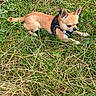 dog, chihuahua, small_dog, grass, outdoor, pet, animal, tan, black_harness, lying_down, nature, leafy, close_up, cute, canine, fur, ears, alert, ground, daylight