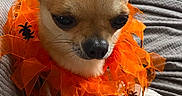 Patapouf participe au concours pour gagner de l'argent avec cette photo : dog, chihuahua, pet, orange, halloween, collar, spiders, costume, cute, small_dog, animal, fur, face, whiskers, blanket, indoor, texture, closeup, expression, adorable