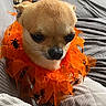 dog, chihuahua, pet, orange, halloween, collar, spiders, costume, cute, small_dog, animal, fur, face, whiskers, blanket, indoor, texture, closeup, expression, adorable