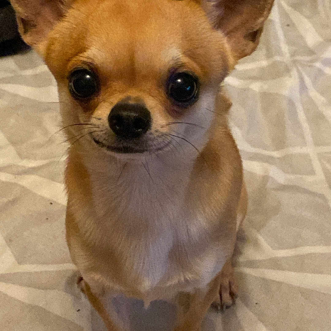 Patapouf
