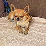 dog, chihuahua, small_dog, tan_dog, pet, sleeping, relaxed, blanket, couch, indoor, fur, animal, paw, ears, nose, face, resting, cozy, domestic, canine