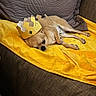 dog, small_dog, crown, paper_crown, yellow_blanket, brown_couch, pet, resting, indoor, cozy, relaxed, canine, nap, fur, animal, cute, domestic_animal, sleepy, home, furniture
